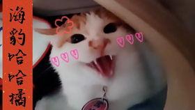 国产拍偷,揭秘镜头背后的偷拍艺术